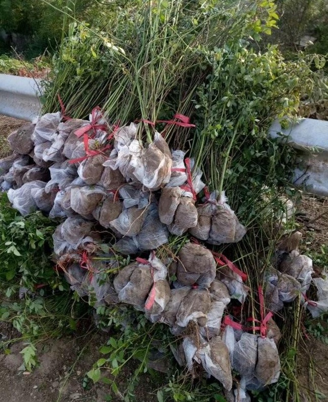 1628306035594766.jpg image.jpg