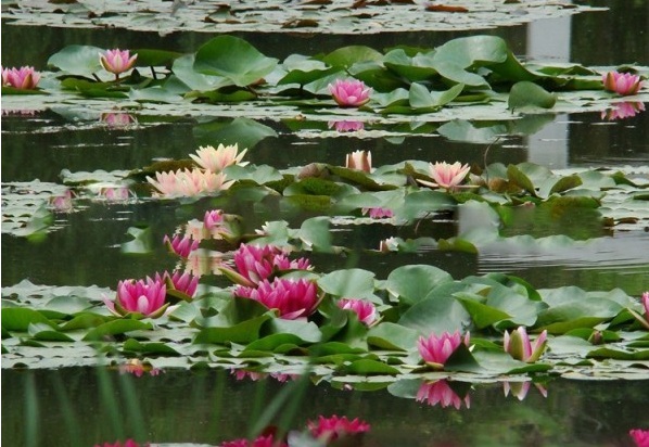 1628306605822705.jpg image.jpg