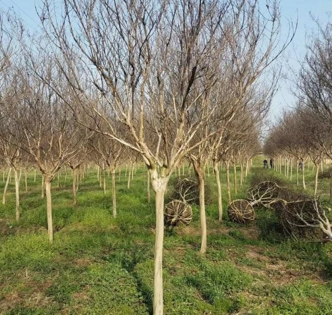 1628344996972719.jpg MV4~73D6OSUYV~D6WJYPLLX.jpg