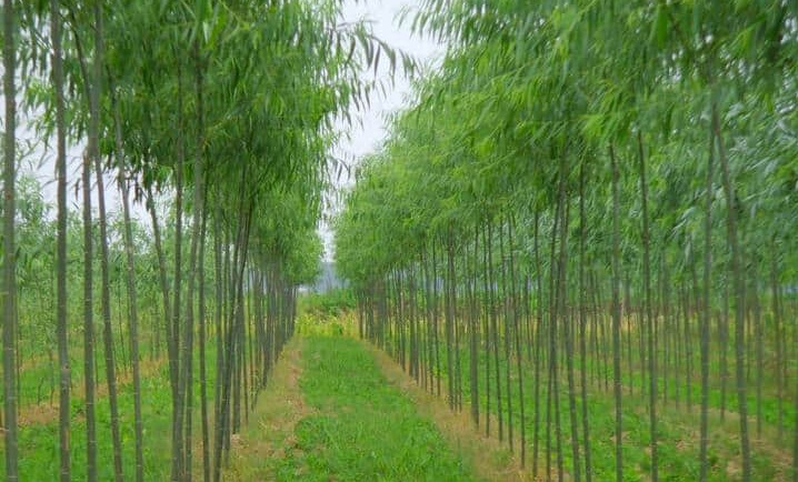 1628346224956298.jpg 竹柳3.jpg