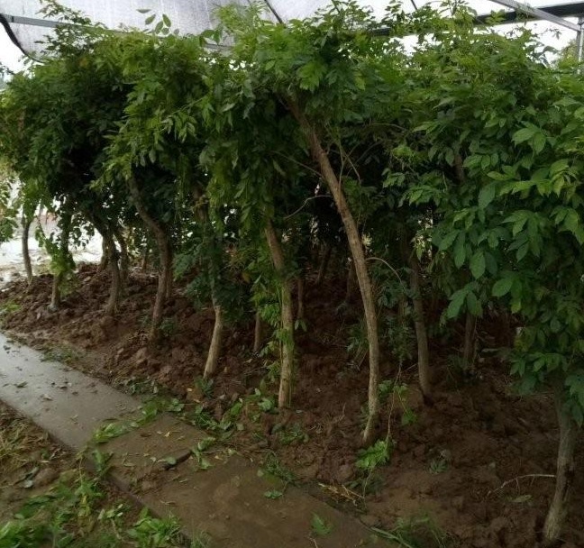 1628346723325241.jpg 1IY{1W{F1G2(H{7541EWO%2.jpg