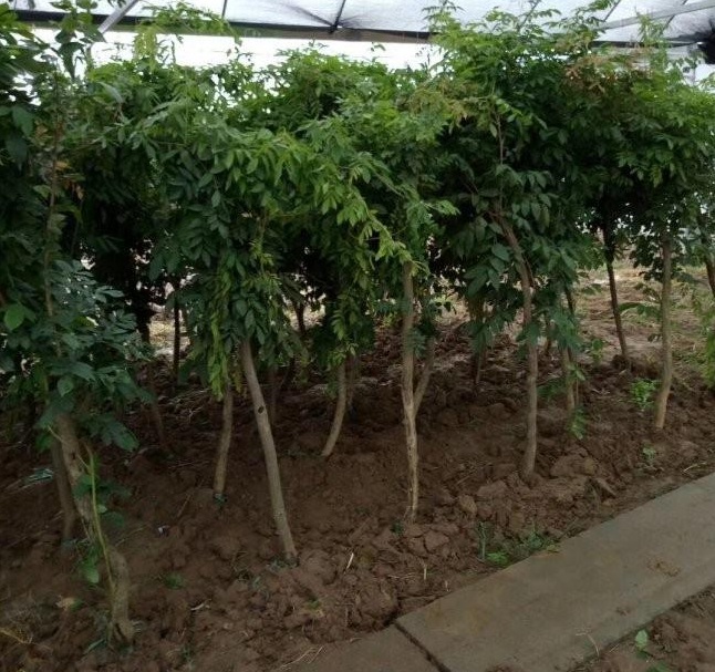 1628346775221875.jpg N8T@5E~2{UJRO74UAPJAT$T.jpg