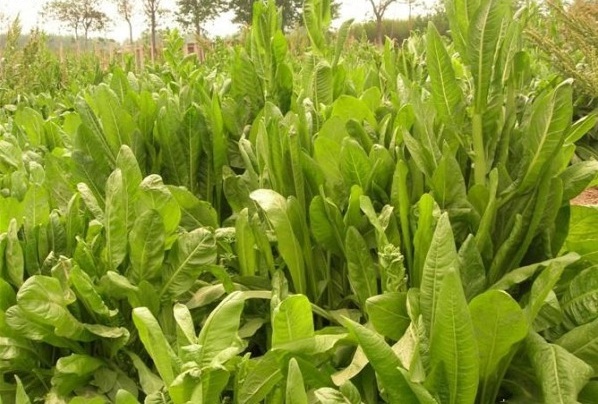 1628382738396106.jpg [P26U4SK_HTA~56K9TEC3QK.jpg