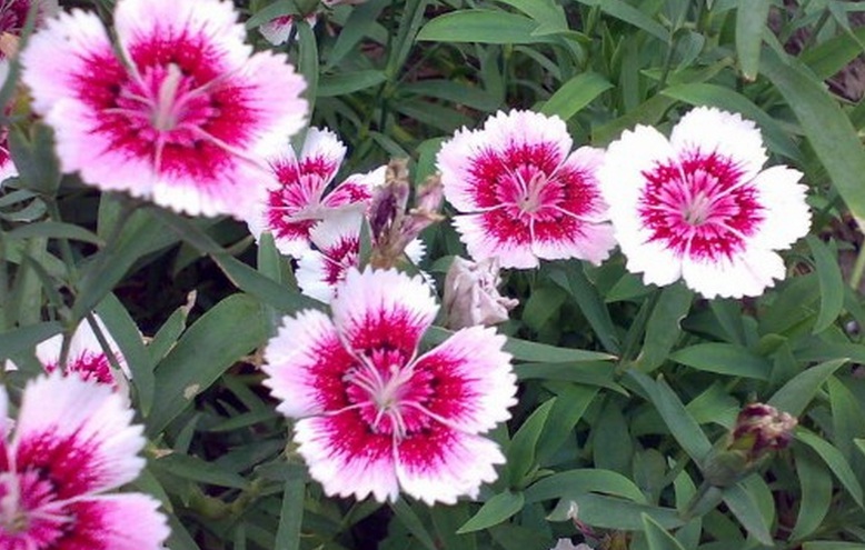 1628406623403109.jpg 五彩石竹1.jpg