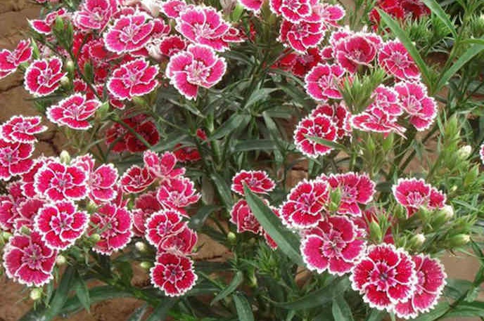 1628406654863283.jpg 五彩石竹3.jpg