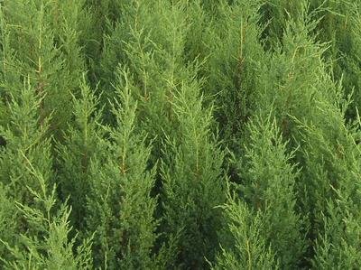 1628408706356511.jpg 1628408706356511.jpg