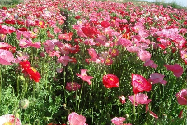 1628421820163338.jpg 1628421812(1).jpg