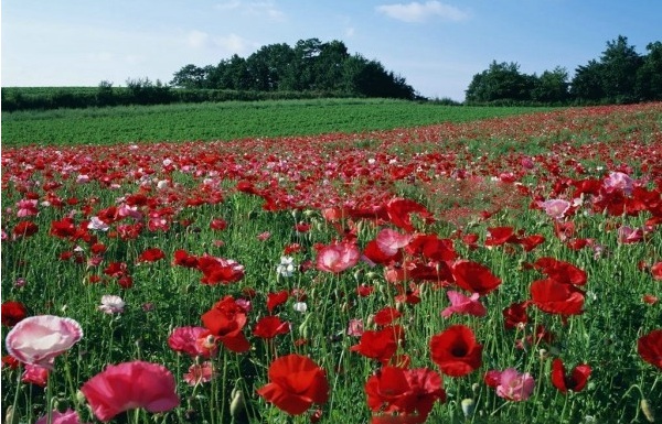 1628421840835294.jpg 1628421830(1).jpg