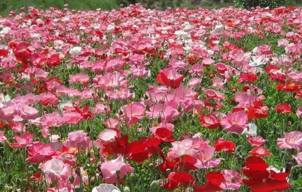 1628421860791377.jpg 1628421850(1).jpg