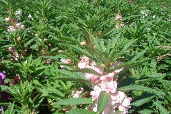 1628422544427537.jpg 1628422537(1).jpg