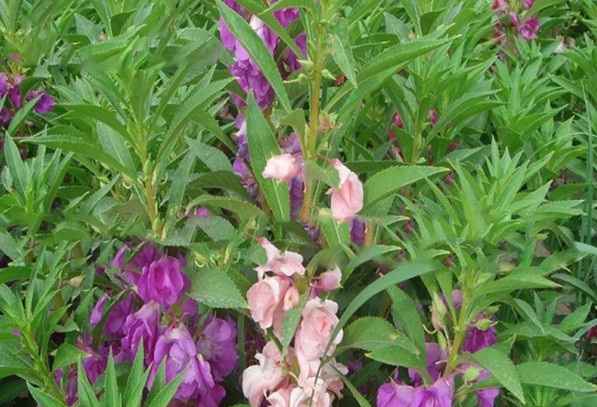 1628422565639203.jpg 1628422555(1).jpg