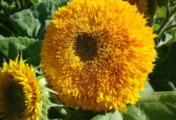 1628422772465825.jpg 1628422763(1).jpg