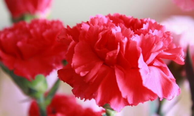康乃馨的養殖方法及花語代表含義
