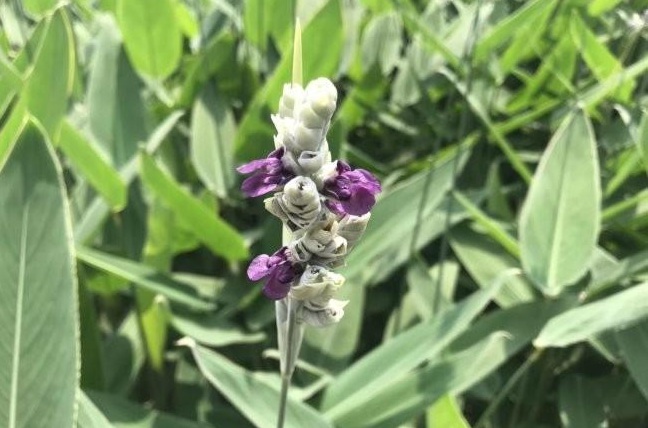 1628423600585921.jpg 1628423594(1).jpg