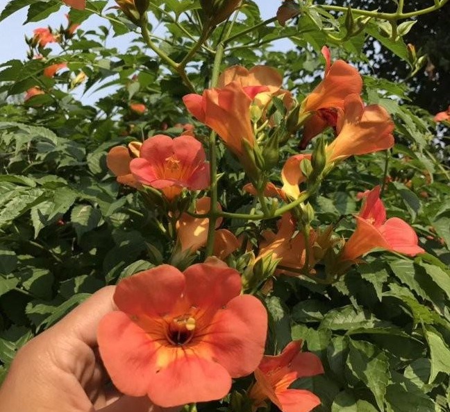 1628425350127586.jpg 1628425335(1).jpg