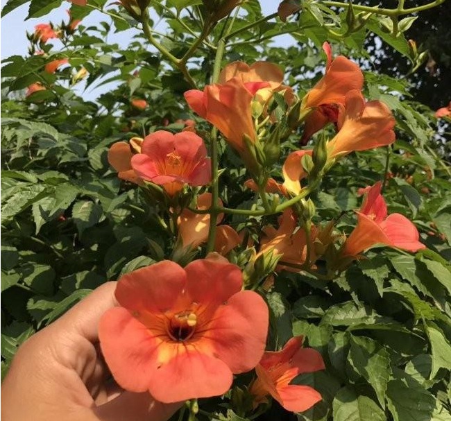 1628425735335892.jpg 1628425701(1).jpg