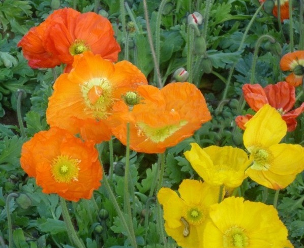 1628426097953016.jpg 1628426074(1).jpg