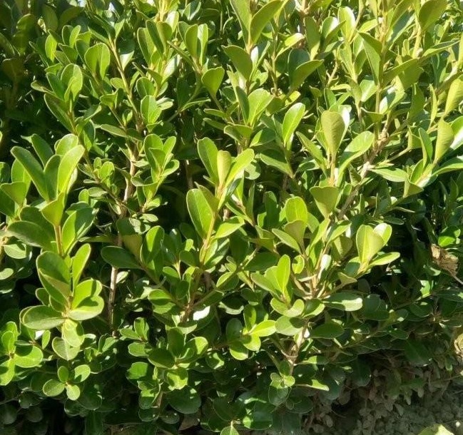 1628426204128310.jpg 1628426182(1).jpg