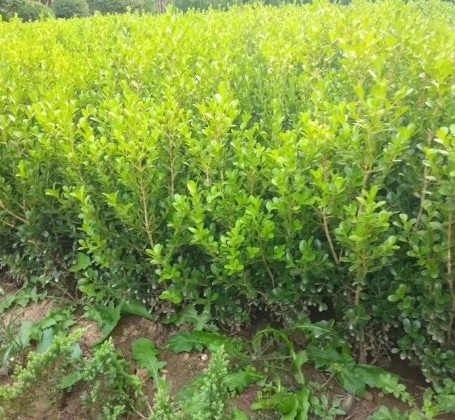 1628426240774944.jpg 1628426206(1).jpg