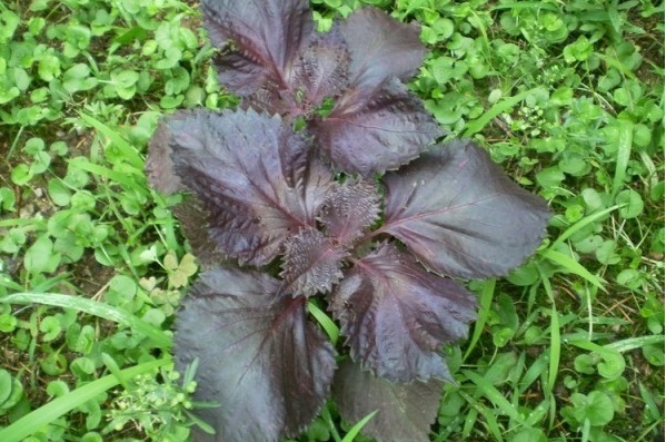 1628428085325642.jpg 1628428066(1).jpg