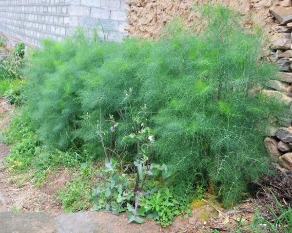 1628428794331617.jpg 1628428773(1).jpg