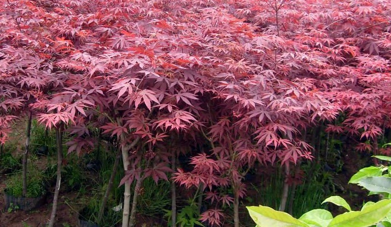 1628431354655092.jpg 紅楓2.jpg