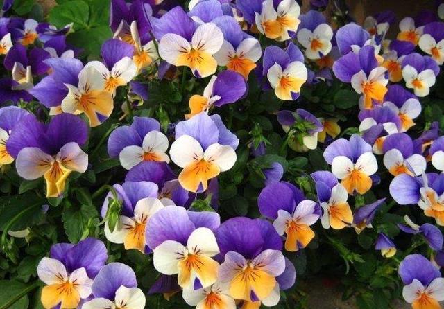 三色堇，配色很奇特，有什么養殖技巧