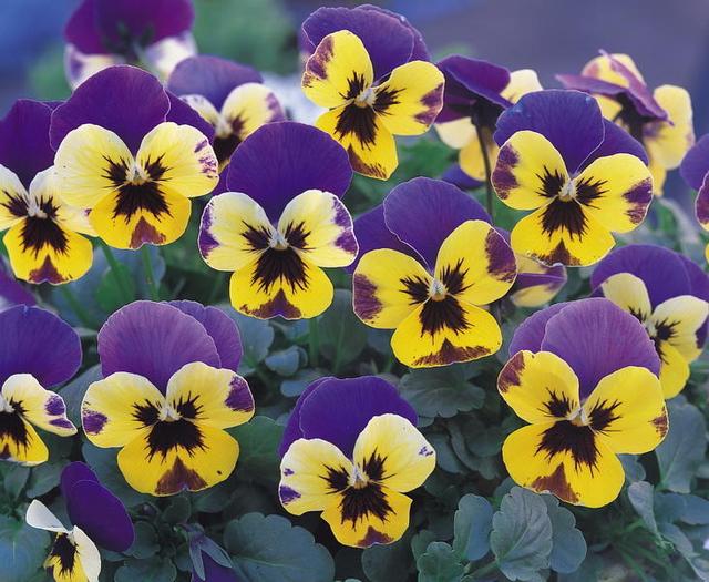 三色堇，配色很奇特，有什么養殖技巧