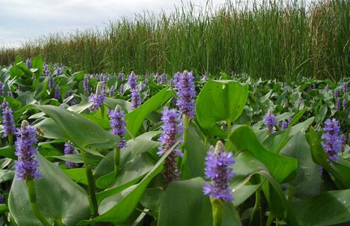 1628496675899118.jpg 再力花3.jpg