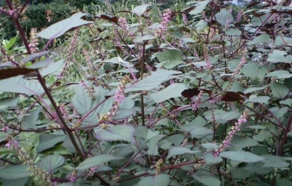 1628504513710096.jpg 1628504501(1).jpg