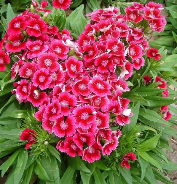 1628505119897814.jpg 1628505109(1).jpg