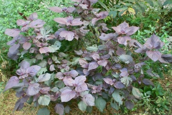 1628505286830643.jpg 1628505277(1).jpg