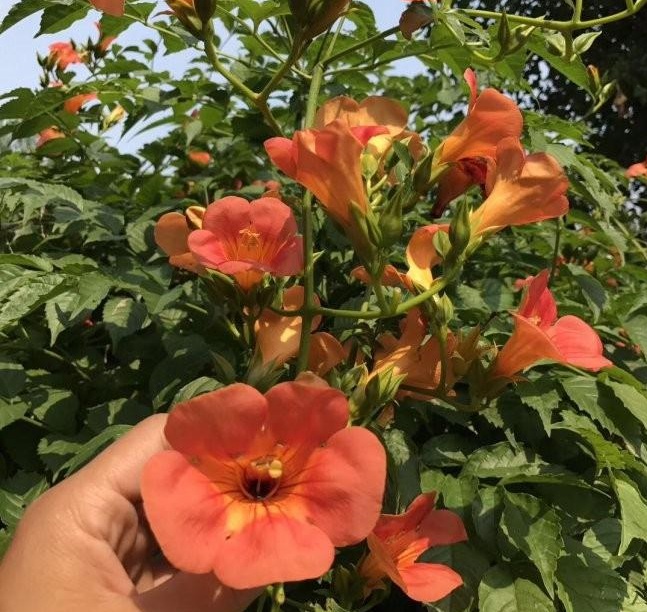 1628507286841810.jpg 1628507278(1).jpg