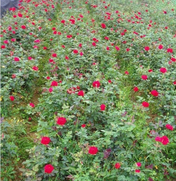 1628516717325728.jpg WS7OM1%N6V@FMZ9GP8TZLZI.jpg