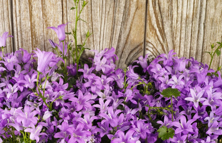 1628520899578919.jpg 中華桔梗3.jpg