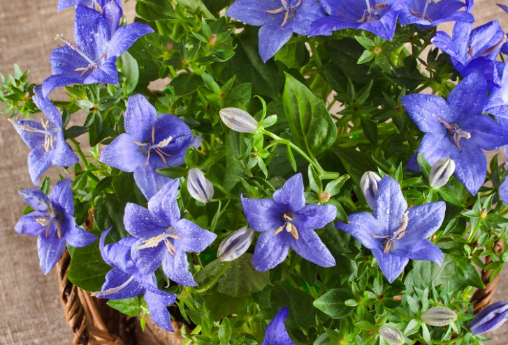 1628520924513952.jpg 中華桔梗1.jpg