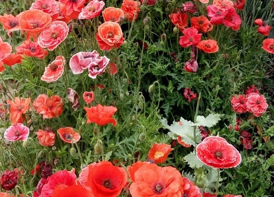 1628554315739882.jpg image.jpg