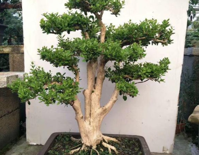 1628579741811429.jpg 黃楊1.jpg