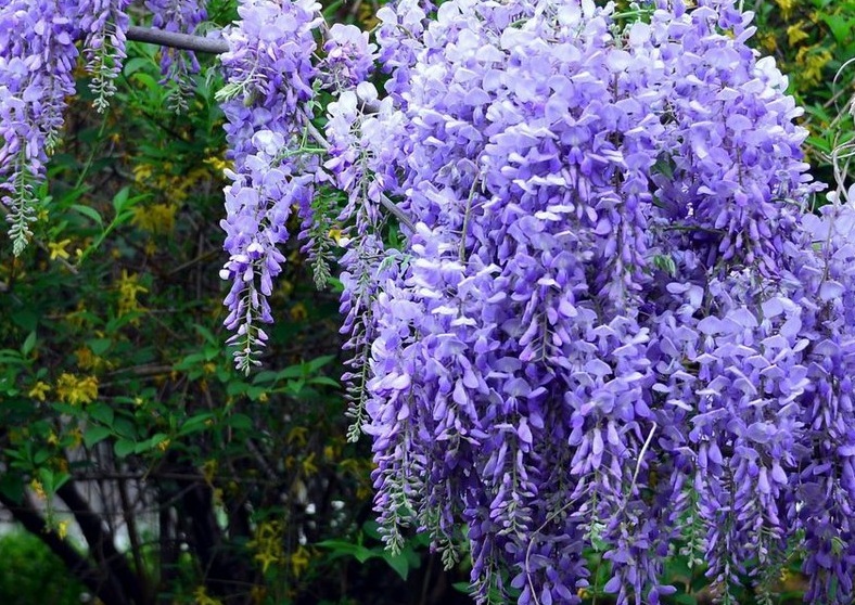 1628580175930045.jpg 紫藤6666666666.jpg