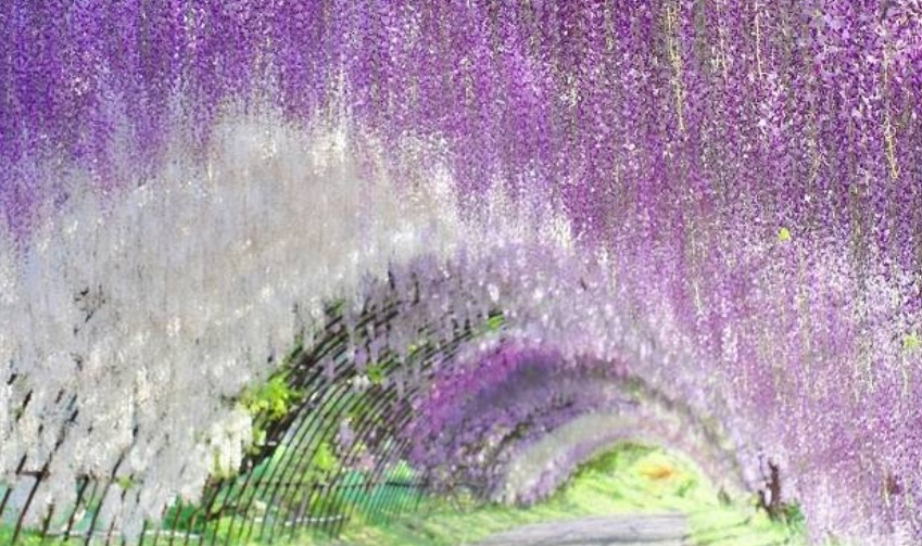 1628580205366017.jpg 紫藤22222222222222.jpg