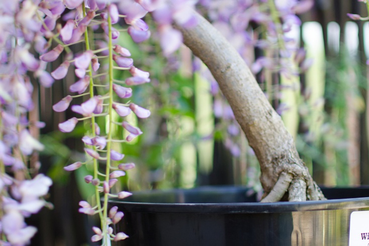 1628580222108811.jpg 紫藤花3.jpg