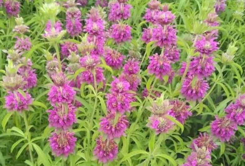 1628580513883874.jpg 美國薄荷111.jpg