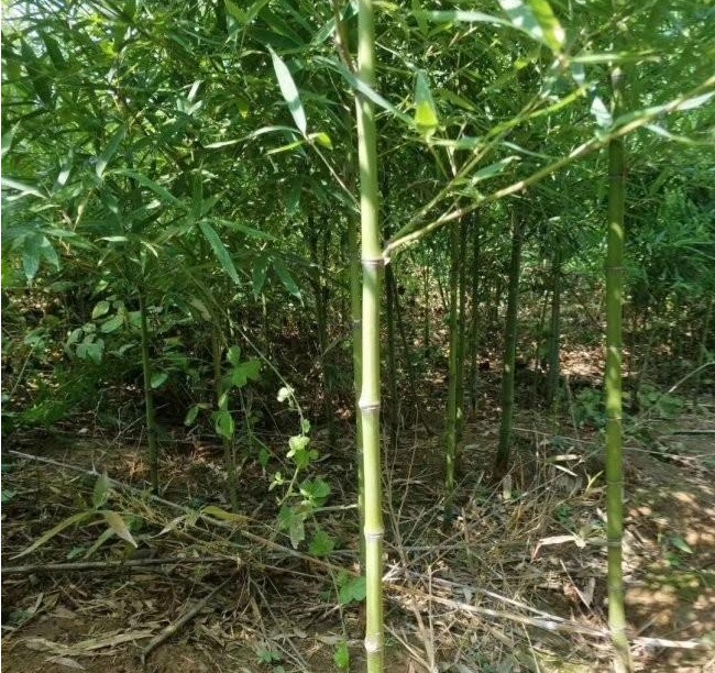 1628586778471492.jpg 1628586768(1).jpg