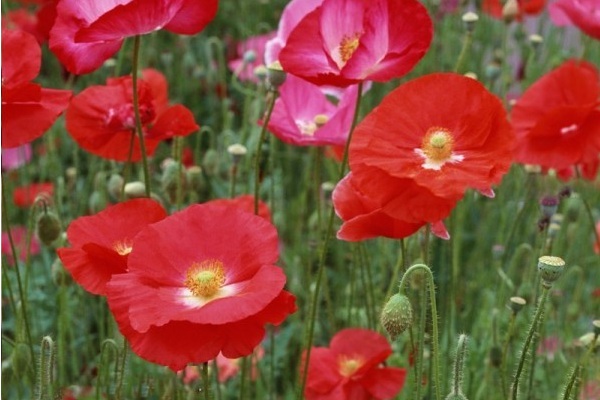 1628586958836668.jpg 1628586950(1).jpg