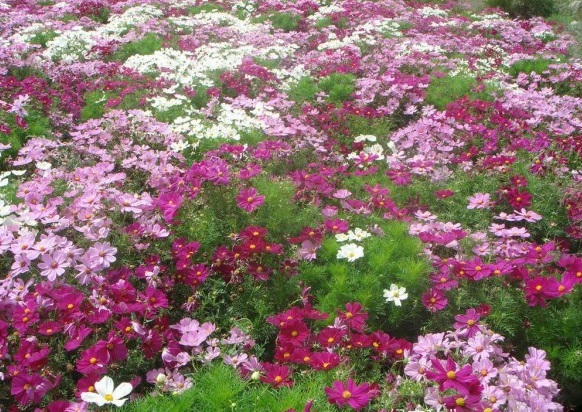 1628589161498811.jpg 1628589155(1).jpg