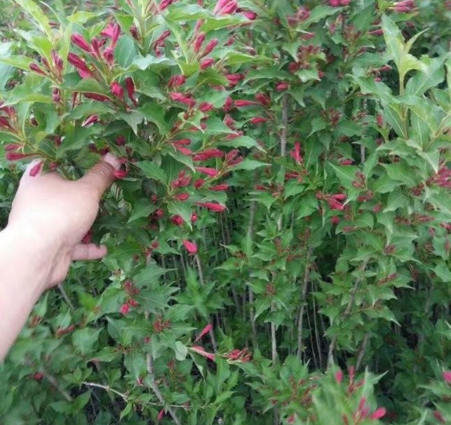 1628589657142272.jpg 1628589401.jpg