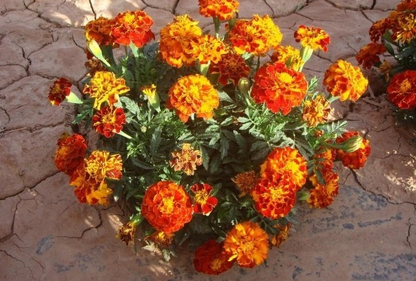 1628599711784150.jpg 1628599702(1).jpg