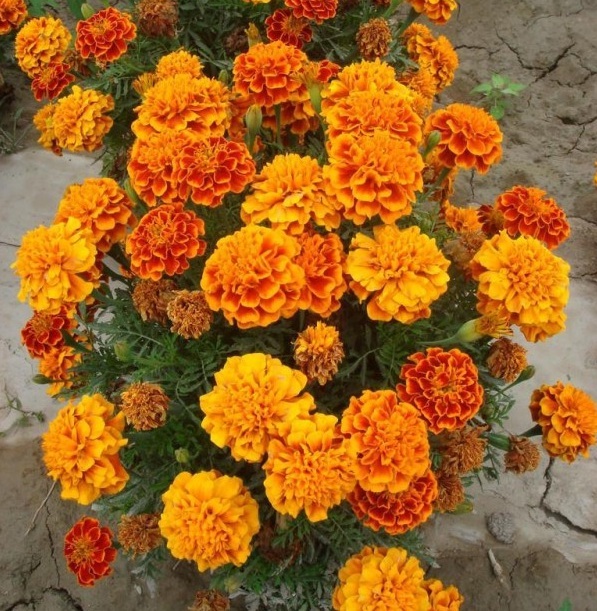 1628599729466977.jpg 1628599719.jpg