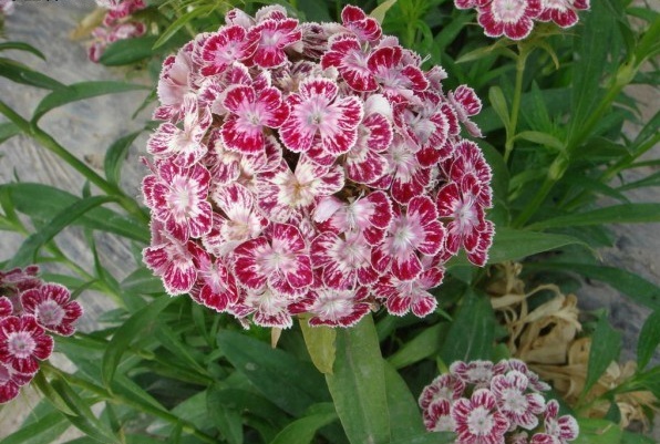 1628601409505845.jpg 1628601401(1).jpg