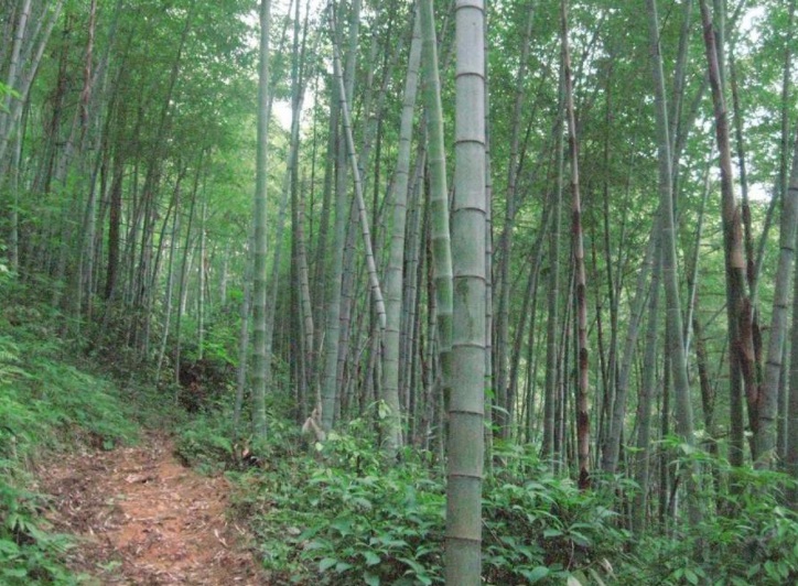 1628605651890620.jpg 毛竹1.jpg